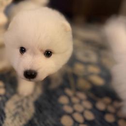 Light blue - White male Japanese Spitz puppy in Madison, Alabama from Cinabell Japenese Spitz