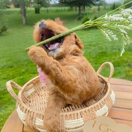 Jelly Bean - Apricot female Goldendoodle puppy in Harrisonburg, Virginia from Curlytail Doodles