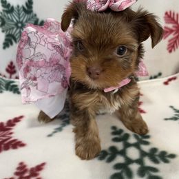 Yorkshire Terrier Puppies from Sport Yorkie