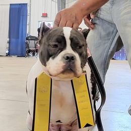American Bully All Grown Up from Get It Right Bullyz