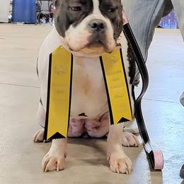 American Bully All Grown Up from Get It Right Bullyz