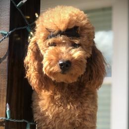 Goldendoodles from Maggie Doodles