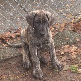 Great Dane Puppies from Daynakin Great Danes LLC