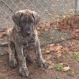 Great Dane Puppies from Daynakin Great Danes LLC