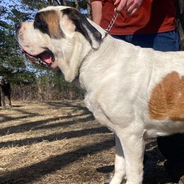 Mishka - Saint Bernard
