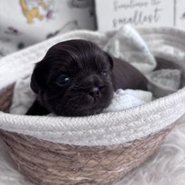 Violet - Chocolate female Shih Tzu puppy in Avondale, Arizona from Riley Family Shih Tzus