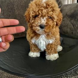 Pekingese, Poodle, and Shih Tzu Puppies from Happy puppies