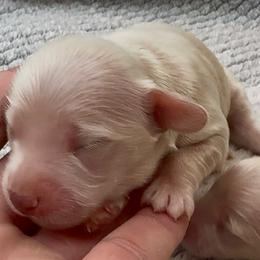 Mango - Cream male Dachshund puppy in Vero Beach, Florida from Joseph’s Dachshunds