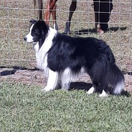 Chase - Border Collie