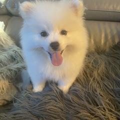 American Eskimo Dog Puppies from Soleil American Eskimos