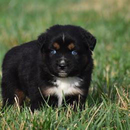 Onyx - Black tri male Miniature Australian Shepherd puppy in Lowgap, North Carolina from Baileys Mini Aussies
