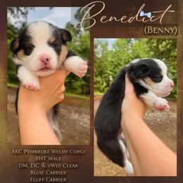 Benedict (Benny) - Black and tan male Pembroke Welsh Corgi puppy in Benton, Arkansas from High Cotton Corgis