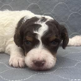 Akc Marshmallow - Parti male Poodle puppy in Overbrook, Kansas from Hidden Springs Poodles LLC