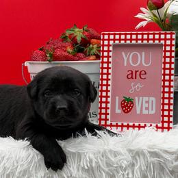Yellow - Black female Labrador Retriever puppy in Heath Springs, South Carolina from Rich Hill Retrievers