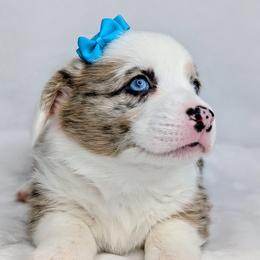 Lucy - Sable merle and white female American Corgi puppy in Clarksville, Tennessee from Cold Creek Family Farm LLC