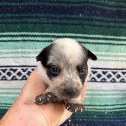 Girl 3 - Blue speckled female Australian Cattle Dog puppy in Cottage Grove, Oregon from Heirloom Ranch