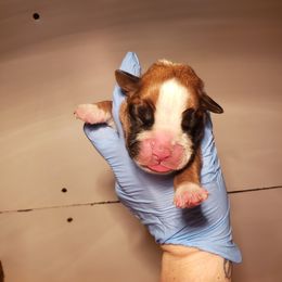 Boxer Puppies from SmashBox Kennel