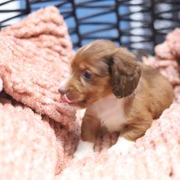Fridge - Red male Dachshund puppy in Eaton, Ohio from Miniature Alphas Dachshunds