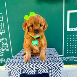 Granny smith - Red  female Goldendoodle puppy in West Haven, Utah from Split Mountain Doodles