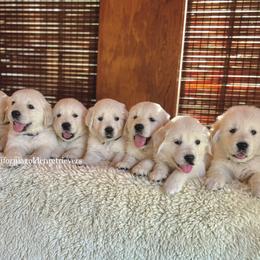 Golden Retrievers from California Golden Retrievers