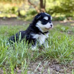 Minnow - Black and white female Pomsky puppy in Auburn, Washington from Periwinkle Pomskies