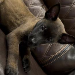 Girl 2 - Black sable female Belgian Malinois puppy in Midway, Georgia from C4MALINOIS