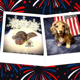Dachshund Puppies from Always Faithful Dachshunds
