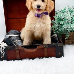 Girl 2 - female Goldendoodle puppy in North Carolina from NC Doodle Puppies