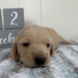 Peep - Cream female Dachshund puppy in Wampum, Pennsylvania from Southern Sash Doxies
