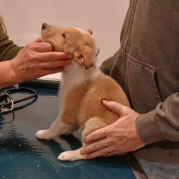 Spot - Sable merle and white male Collie puppy in St Stephens, Wyoming from Desert Kennels