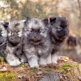 Pomsky Puppies from New World Pomskies