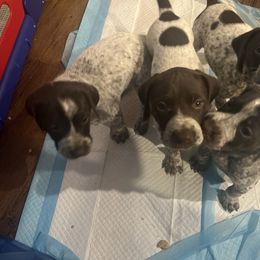 German Shorthaired Pointer All Grown Up from Third Coast Pointers