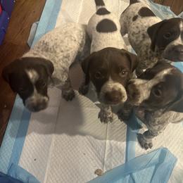 German Shorthaired Pointer All Grown Up from Third Coast Pointers