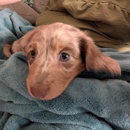 Dachshund Puppies from Az's B&B Doxies