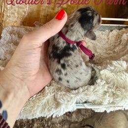 Azalea - Black and cream female Dachshund puppy in Atwood, Oklahoma from Holder’s Doxie Farm