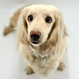 Georgia Peach - Dachshund