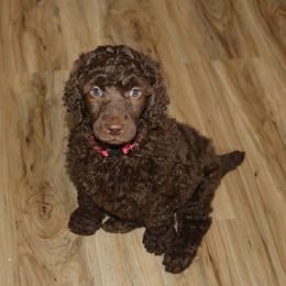 Poodle Puppies from RK'S Pets