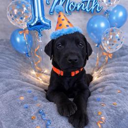 Bruce - Black and rust male Doberman Pinscher puppy in Brookfield, Wisconsin from Haus of Hound