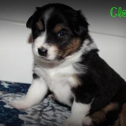 Clover - Black tri-color female Australian Shepherd puppy in Iota, Louisiana from C'est Bon Aussies Australian Shepherds