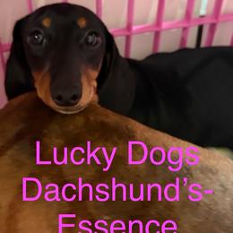 Essence - Black and tan female Dachshund puppy in Bryceville, Florida from Lucky Dog Dachshunds
