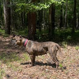 Nairobi - Tiger female Perro de Presa Canario puppy in Houston, Texas from Space City Presas