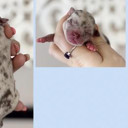 Louie - Merle male Chihuahua puppy in Harrison, Michigan from Cloud9 Chihuahuas