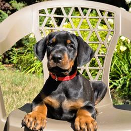 Mr. Red - Black and rust male Doberman Pinscher puppy in Chagrin Falls, Ohio from Schloss Velburg Dobermanns