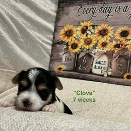 Clove - Parti female Yorkshire Terrier puppy in Forest, Virginia from Majestic Touch Kennels and Pet Services