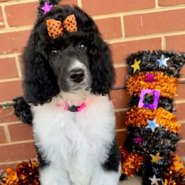 Fancy - Parti female Poodle puppy in Hampton, Georgia from Fancy Southern Standards
