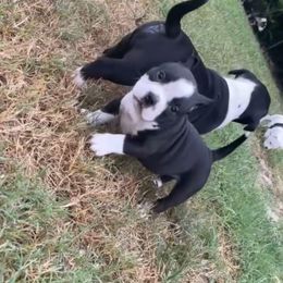 American Bully puppies from D1.Bullz.And.Thangz