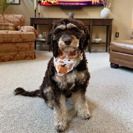 Cavapoo All Grown Up from WW Cavapoos