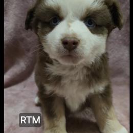 Harper - Red tri male Miniature Australian Shepherd puppy in Bend, Oregon from Badlands Toy and Mini Aussies