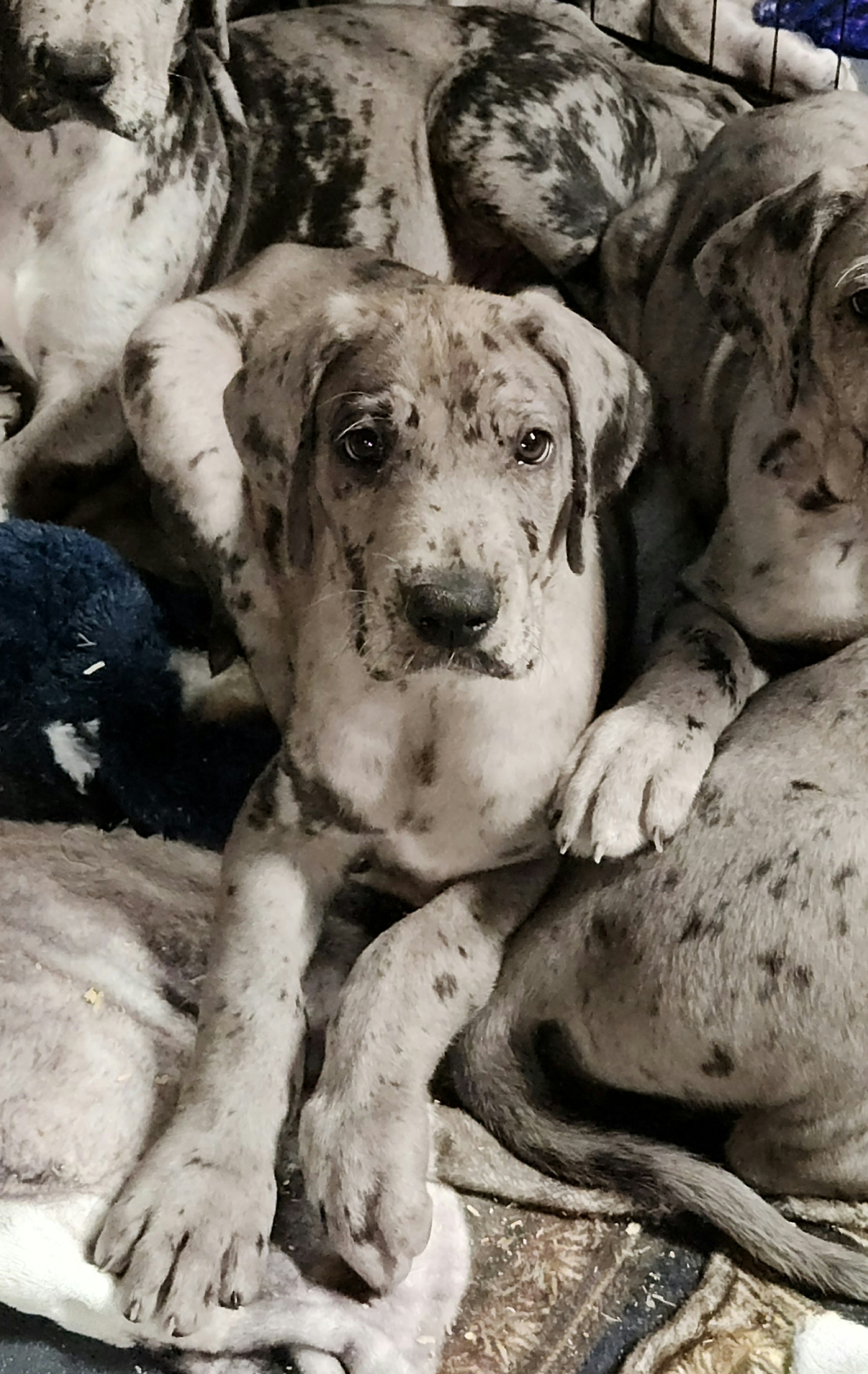 Winston aka the wolf - Merle male Great Dane puppy in Miamisburg, Ohio from Iron Horse Kennel