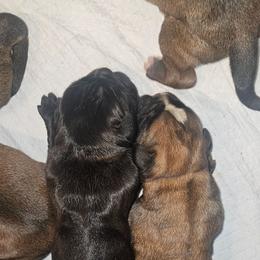 Solid black sealed BOY - Brindle female Boxer puppy in Gloucester, Virginia from Keen Boxers
